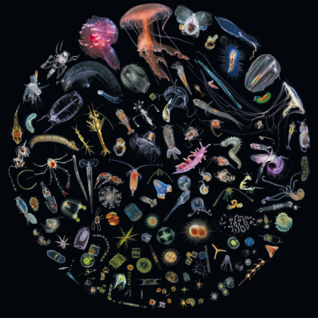 Racing Extinction (Original Motion Picture Soundtrack)